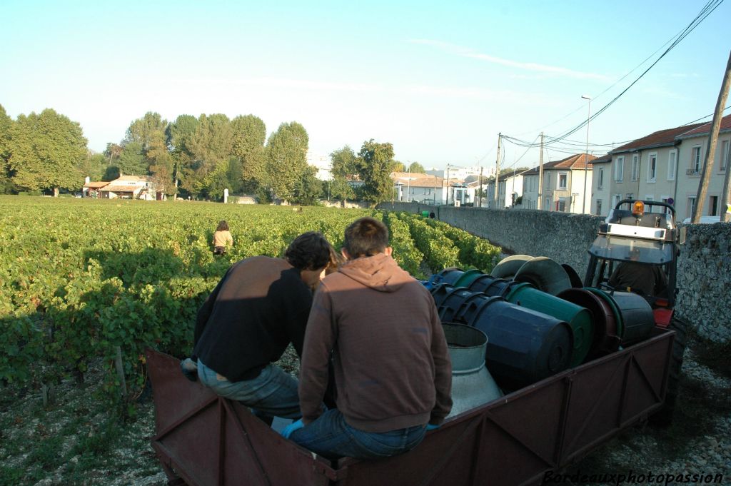 Coupeurs, porteurs et tracteur sont appelés à changer de parcelle pour cueillir le même cépage.