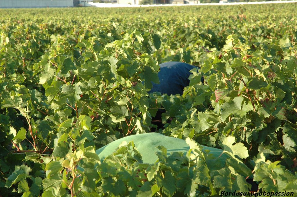 Des dos courbés sur leur tâche, ce sont les coupeurs...