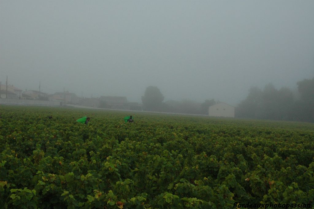 Parfois le brouillard matinal rappelle qu'on est bien en automne... on aurait tendance à l'oublier cette année.