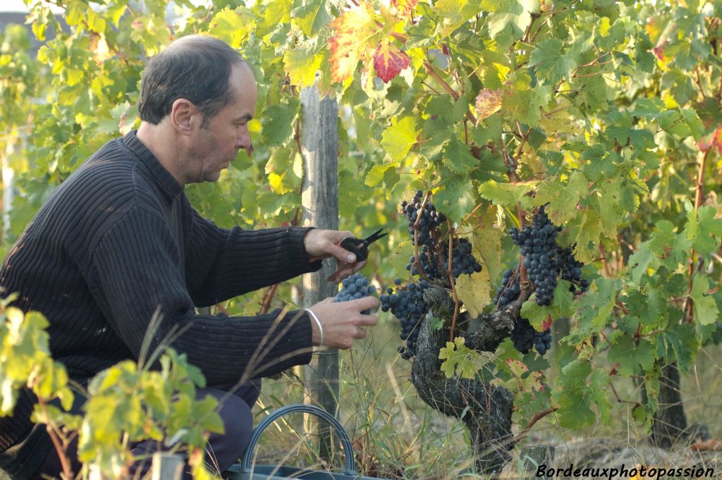 Le coupeur peut avoir sa propre technique face au pied de vigne...