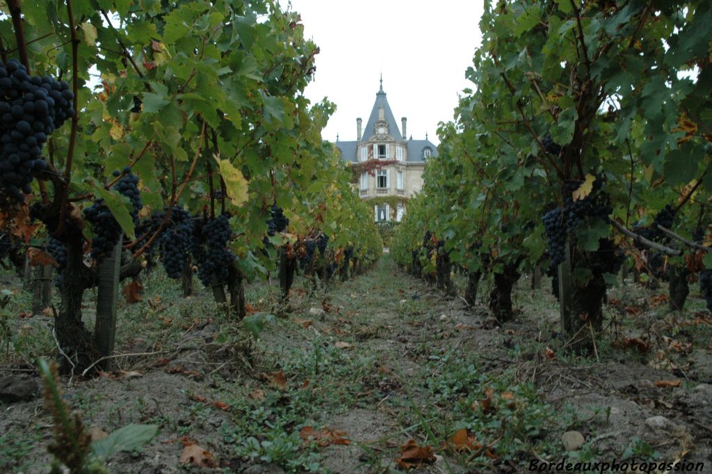 Le cépage à cueillir aujourd'hui est le cabernet-sauvignon, cépage tardif qui va être ramassé à pleine maturité. Il entre à 15% dans le vin d'assemblage final.