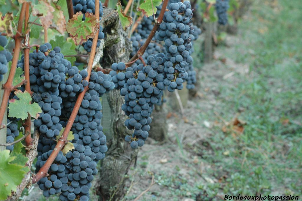 Le cabernet-sauvignon a des grappes ramassées, moyennes, des grains ronds et à peau épaisse. C'est un cépage très répandu dans le Bordelais. Il résiste bien à la pourriture.