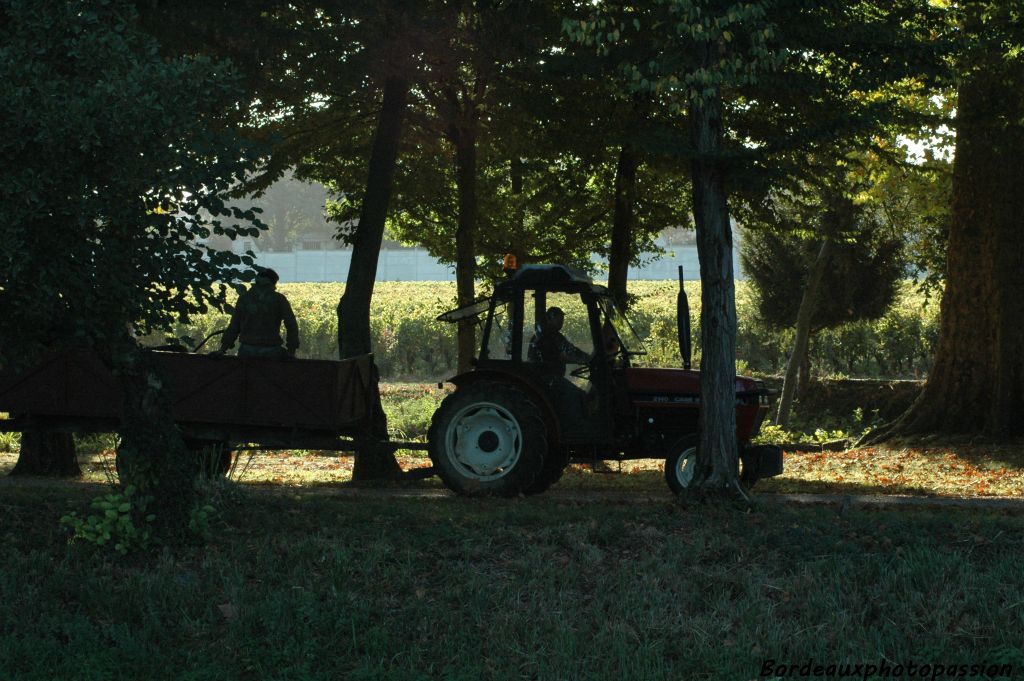 Le cabernet-sauvignon est plus abondant que le merlot et il faut revenir plus souvent au chai porter les bastes.
