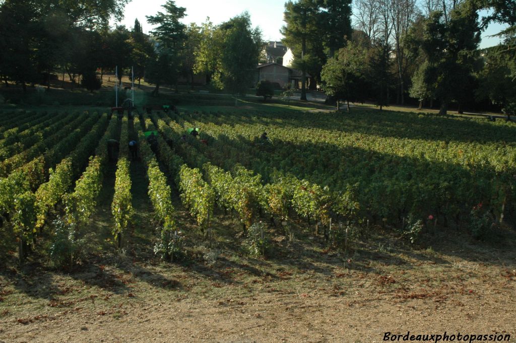 Derrière ces arbres à quelques centaines de mètres, ce sont aussi les vendanges au château Haut-Brion.