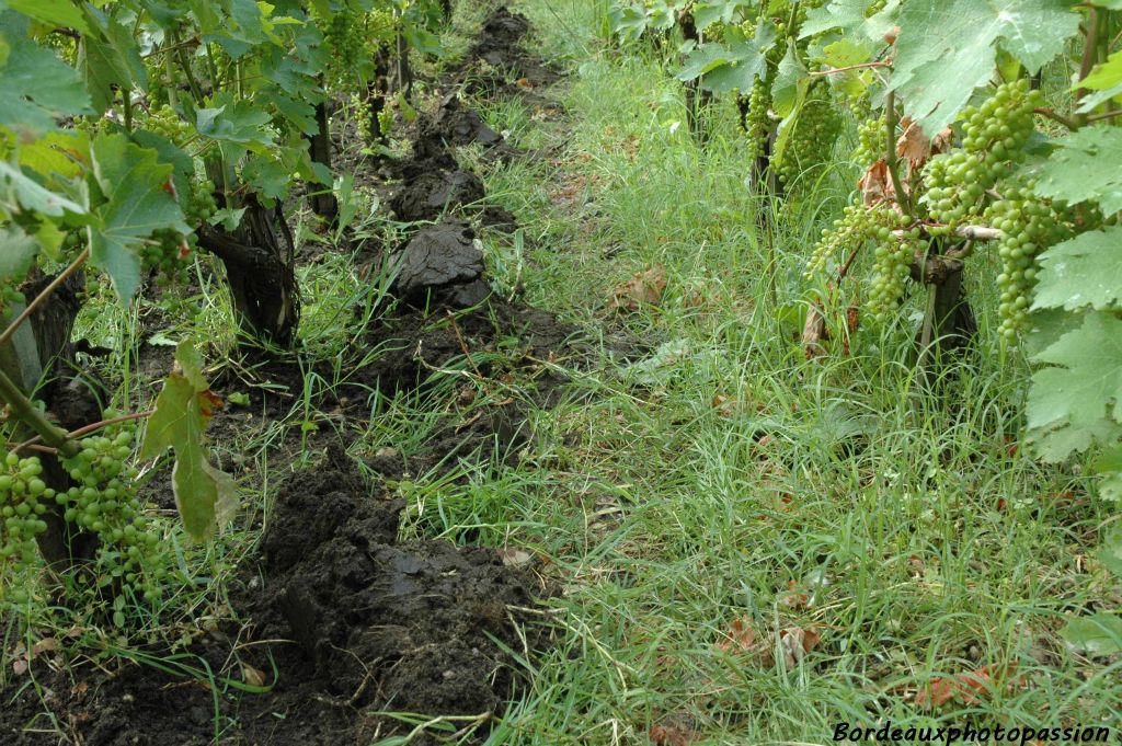 L entretien De La Vigne