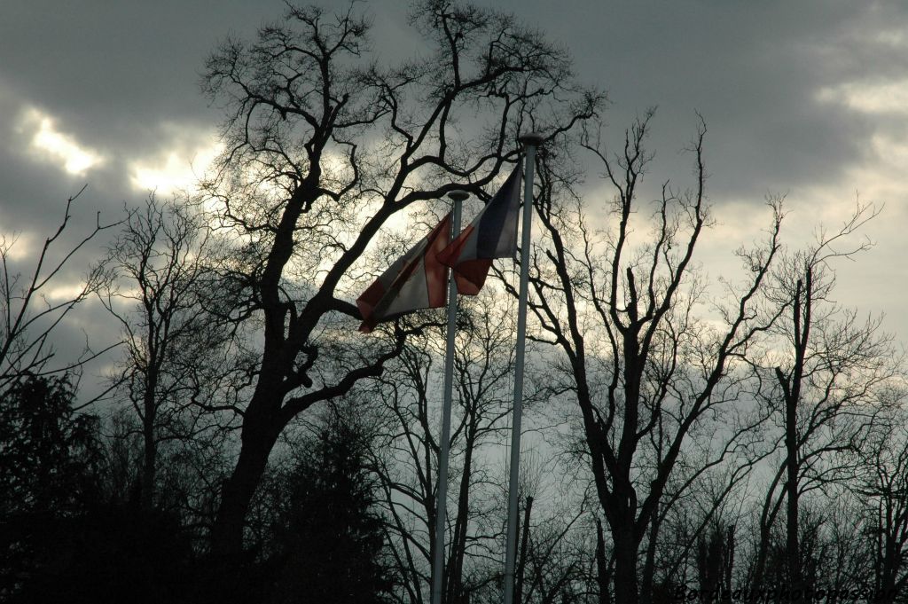 Les feuilus ont perdu leur feuilles.