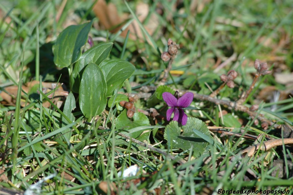 Une violette solitaire  pointe déjà...