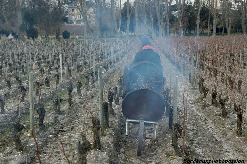 Puis elle déplace la brouette-brûleuse dans le rang de vigne.