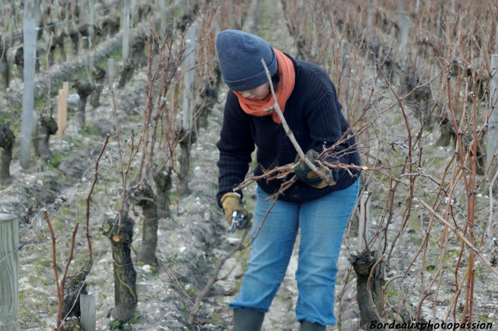 Il faut souvent retailler les sarments trop longs pour la largeur de la brouette.