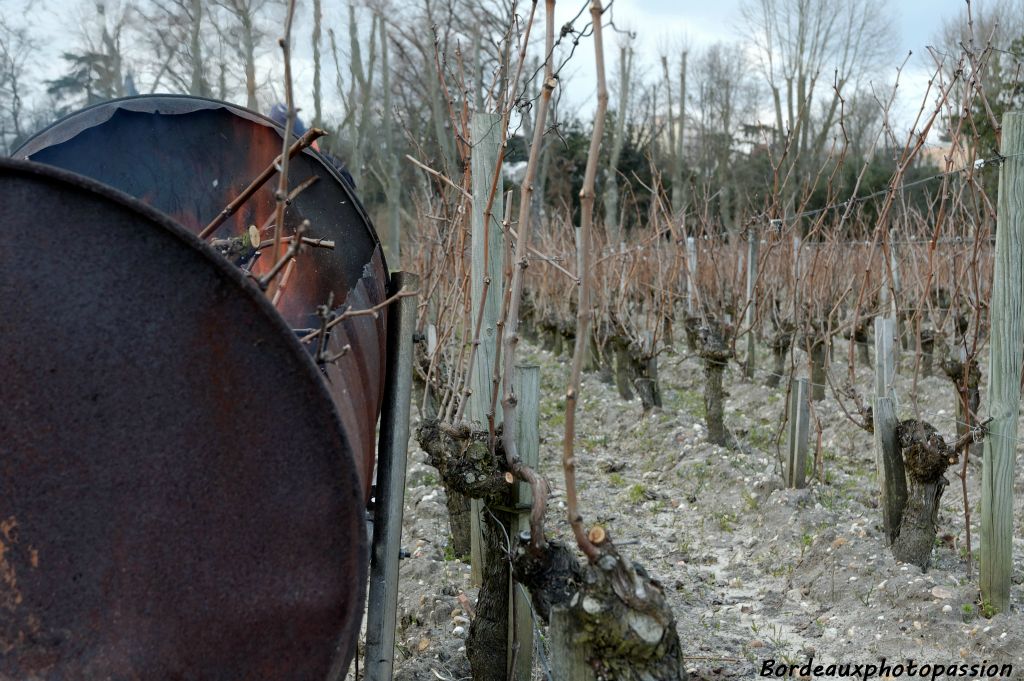 Une fois les bois de vigne tirés des fils de fer, il reste deux astes (branches) sur le cep.