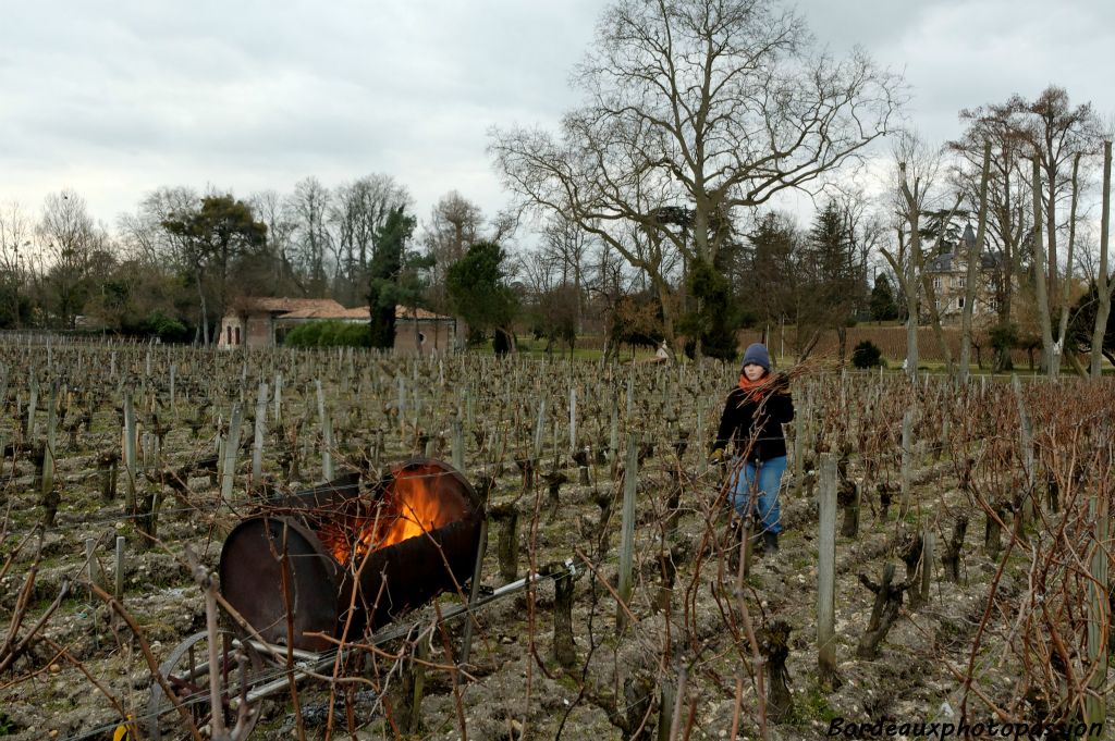 A dix mille pieds à l'hectare, le travail est loin d'être terminé !