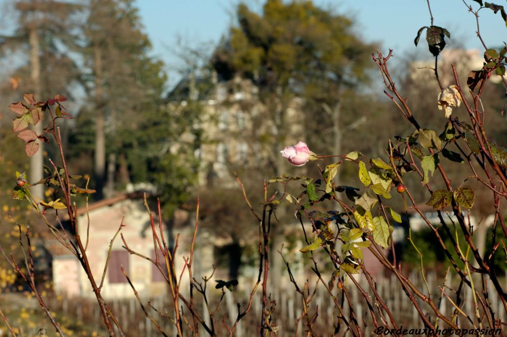 Entouré d'immeubles, de maisons et d'un mur, le vignoble est réellement protégé des courants d'air froid et du gel. Même les roses poussent encore en hiver. Un micro-climat qui assure un mûrissement précoce des raisins.
