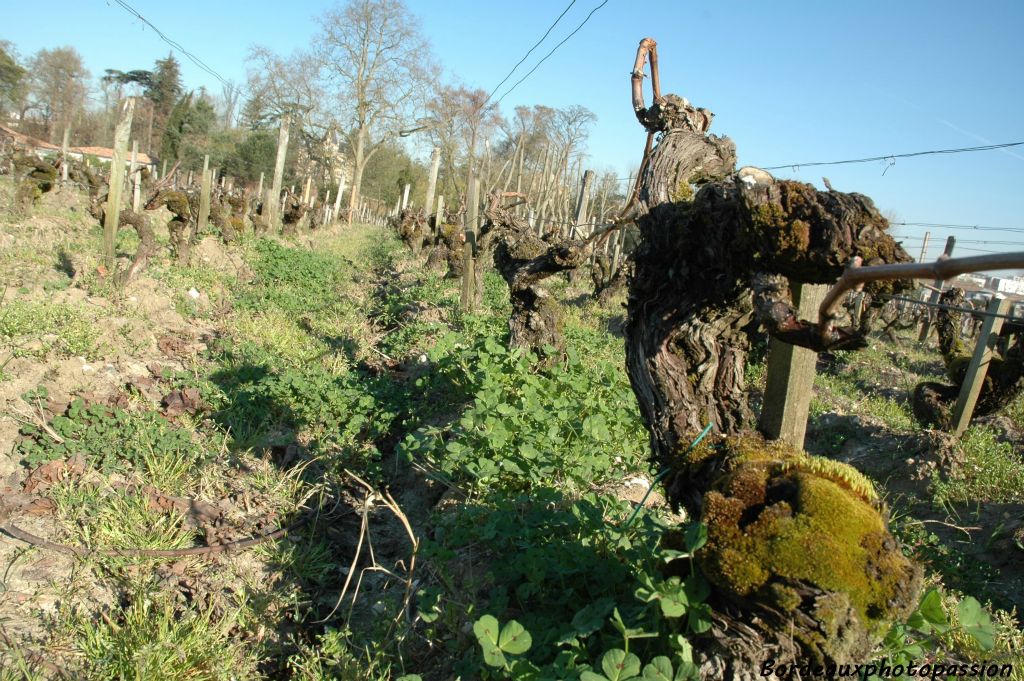 Des ceps octogénaires côtoient une vigne plus jeune plantée en 1987. Le vignoble a 40 ans de moyenne d'âge.