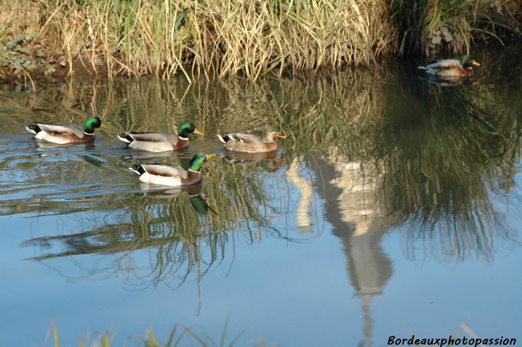 des canards qui font des allées et venues au fil des saisons...