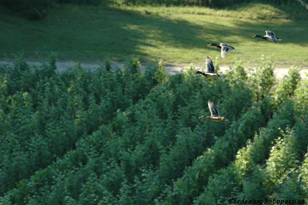 Le parc est leur domaine alors ils volent où ils veulent !