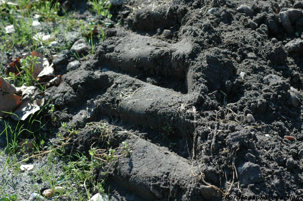 Des traces de pneus de tracteur dans une terre fraîchement remuée... Que se passe-t-il dans les rangs de vigne en ce début de printemps ?