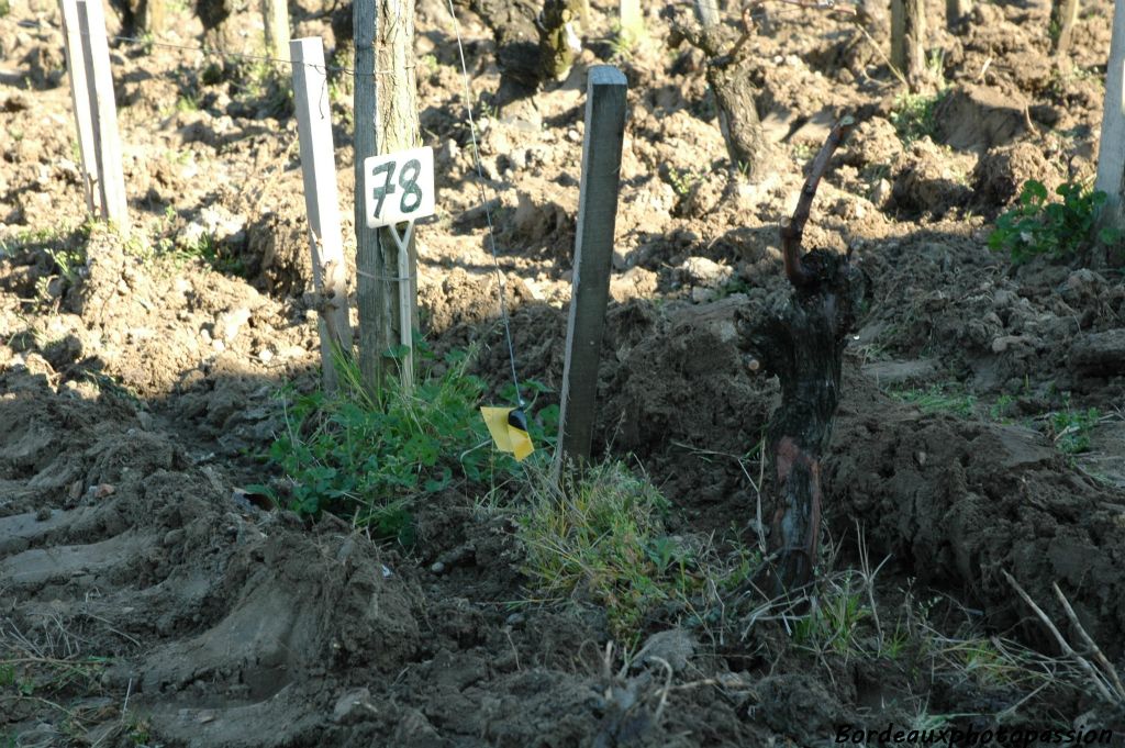 Mais il reste encore de l'herbe juste au pied de la ligne des ceps de vigne.