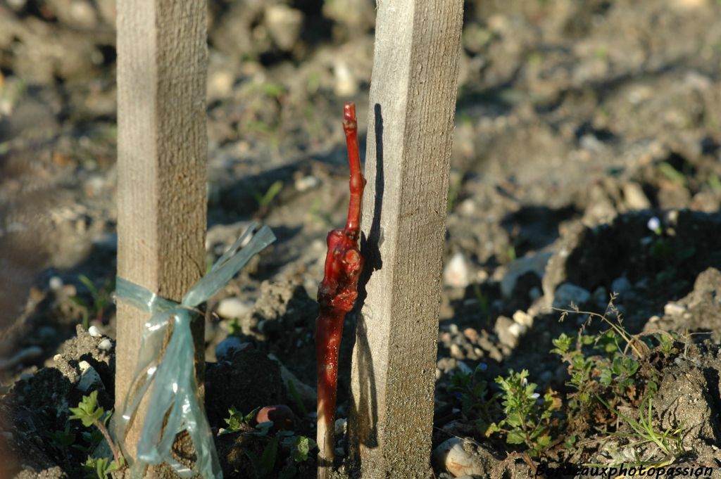 Il sera remplacé par un jeune plant.