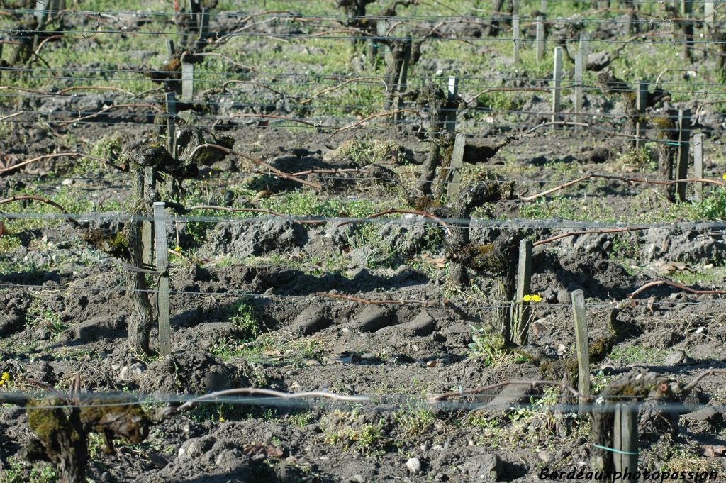 Dans le Bordelais, les vignes sont palissées. Afin de les discipliner les deux branches vont être pliées.
