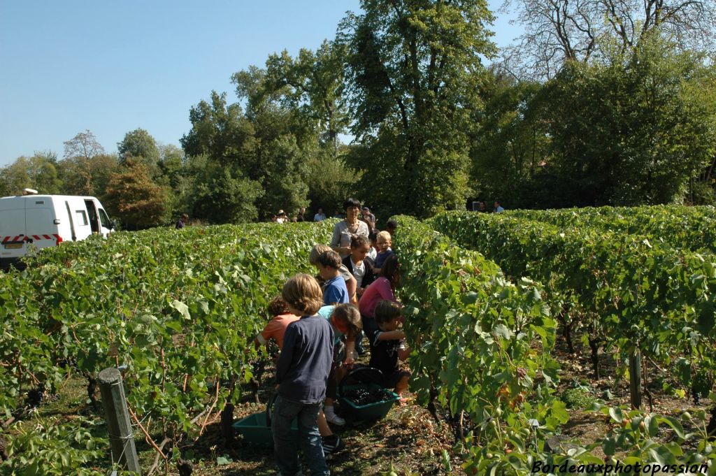 Les petits vendangeurs des écoles voisines ont une lourde tâche : cueillir le merlot et le cabernet-sauvignon que le soleil estival a vite fait mûrir.