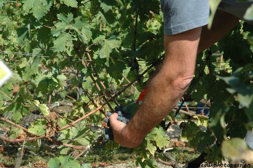 C'est le service des espaces verts de la mairie de Bordeaux qui est chargé de ramasser et de porter le raisin au château Dillon.