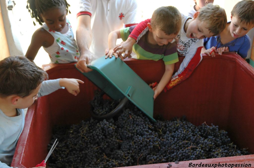 Quelle joie de verser les raisins dans le bac !