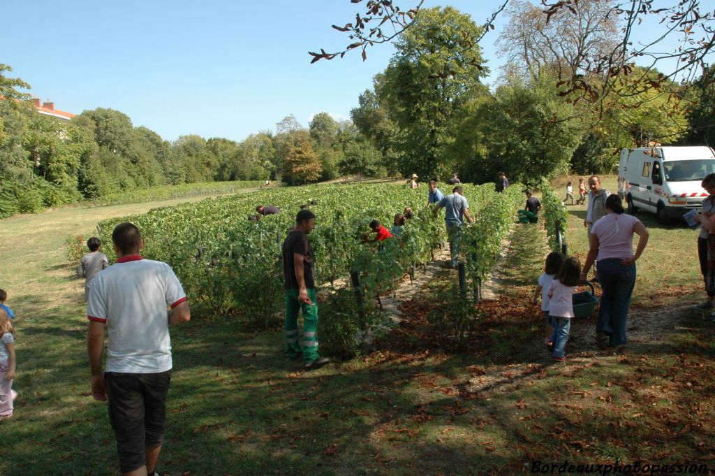 350 pieds de merlot et autant de cabernet-sauvignon ont été plantés sur ce côteau dans des conditions idéales. A l'arrière, une parcelle de raisins de table a été déjà ramassée.