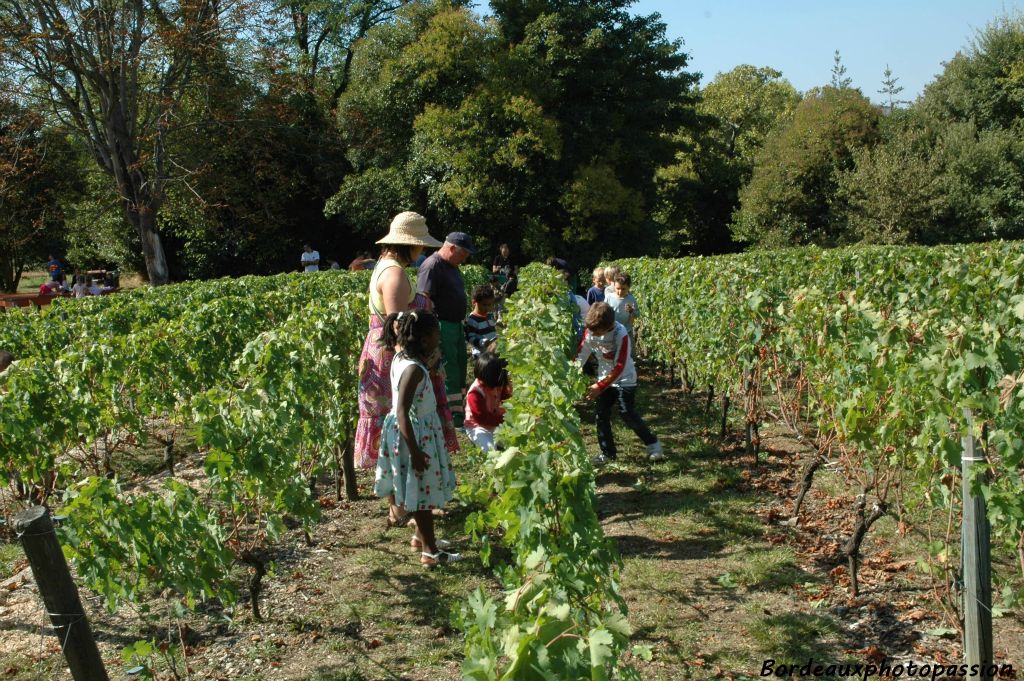 Selon les années, ce sont les riverains qui participent aux vendanges.