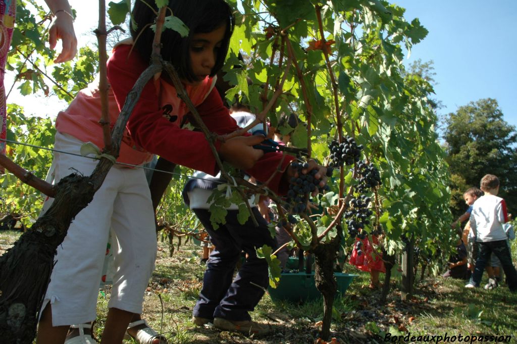 >Moins médiatisées que les vendanges de la butte Montmartre à Paris, celles du parc de La Béchade permettent de vinifier un vin rouge appelé "Le vin de Bordeaux".