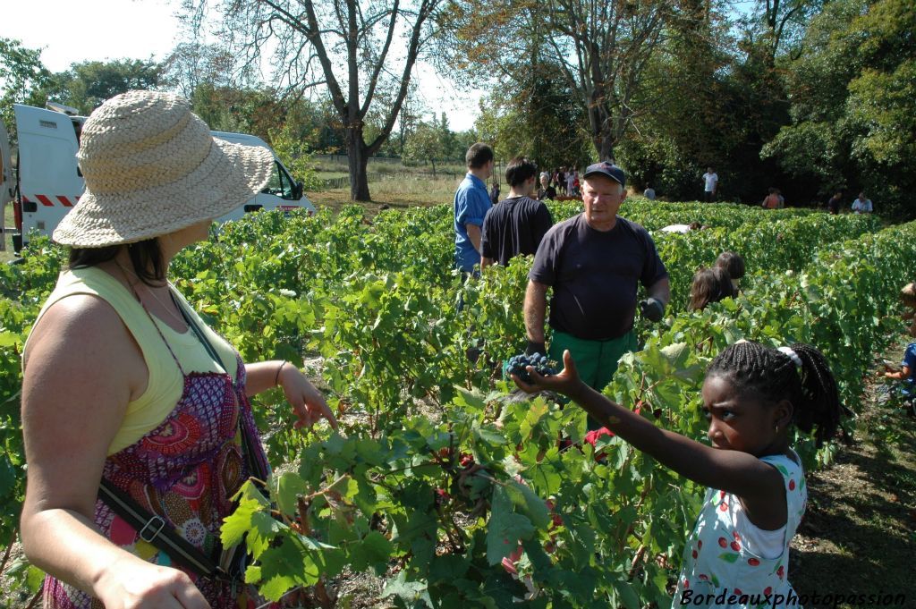 "Tiens maîtresse, c'est le dernier raisin de l'année 2009 !"