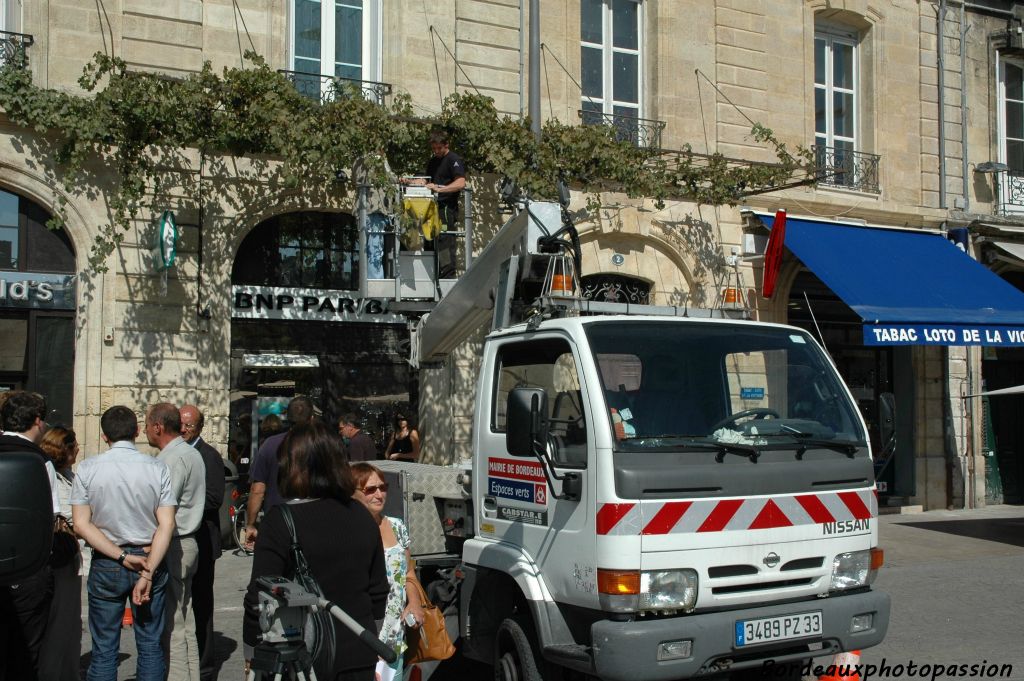 Aujourd'hui, il reste encore un pied et c'est le moment choisi par les espaces verts pour le vendanger.