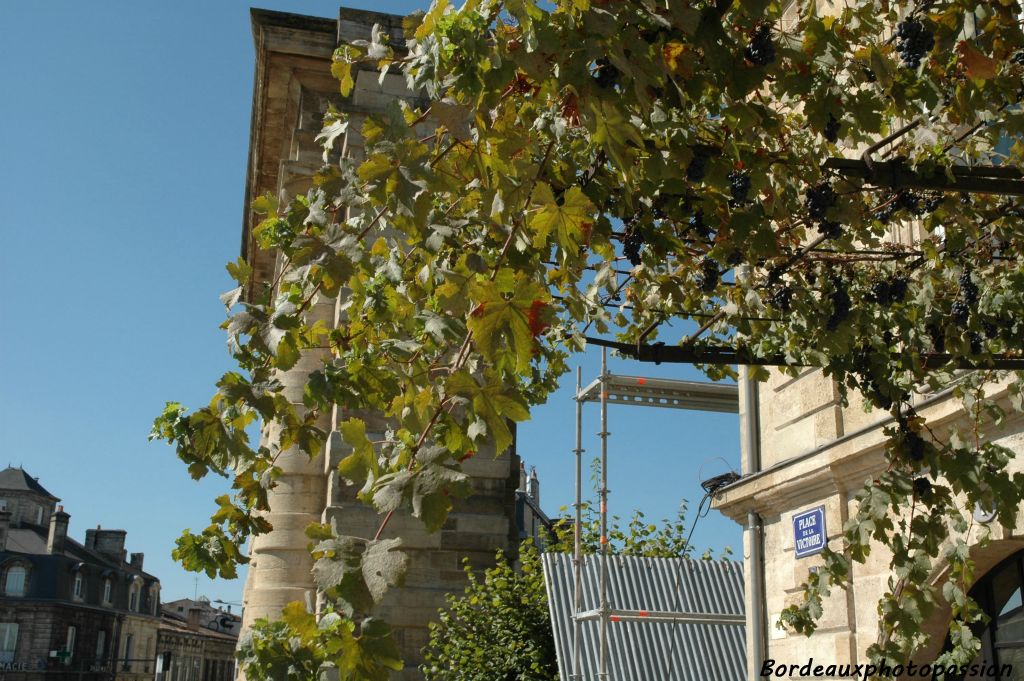 Bien exposé au soleil, près de la porte d'Aquitaine, la treille a connu quatre siècles !