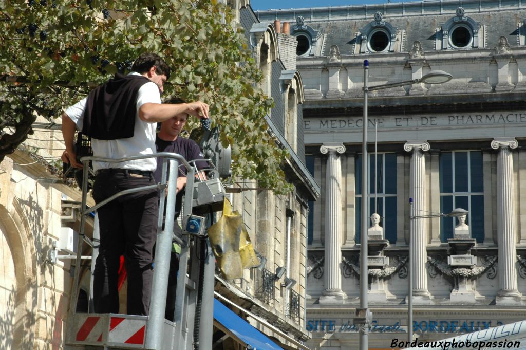 Une charmante dame, ayant habité une cinquantaine d'années dans la bâtiment sur lequel est appuyé la treille, a affirmé que c'est à la faculté de médecine toute proche, que les vendangeurs allaient chercher l'échelle nécessaire à la cueillette du raisin au siècle dernier.