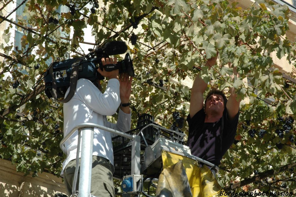 La treille double centenaire, sera l'espace de deux heures, la vedette des médias. Il ne doit pas y avoir beaucoup de pieds de vigne de cet âge-là dans le monde.