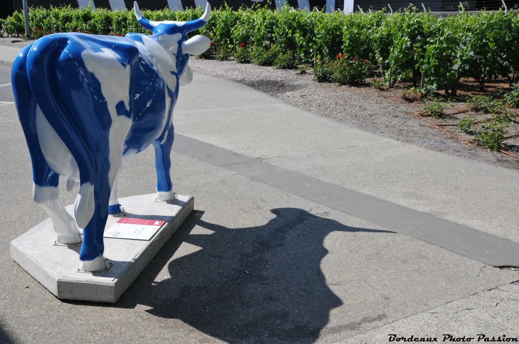 C(oo)by l'a faite bicolore. Elle regarde inlasablement les pieds de vigne plantés à l'aéroport.