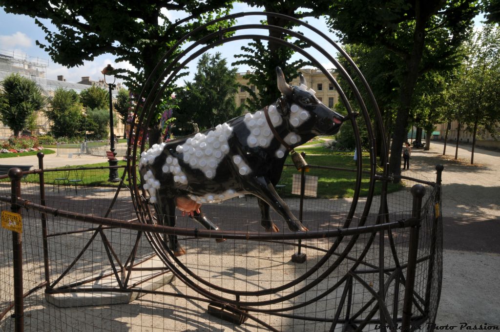 Classicow'I Music est la 3e vache à protéger qui s'est retrouvée plus au calme dans les jardins de la mairie.