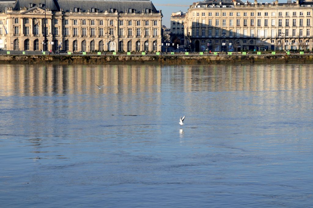 Quelques mouettes jouent avec le courant sur  la Garonne.