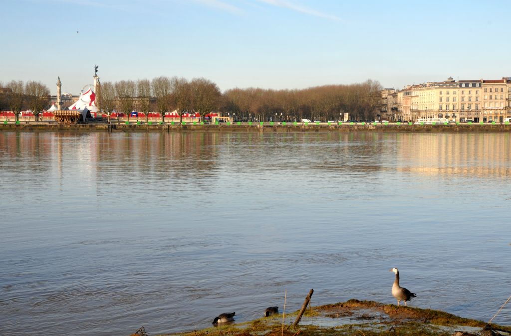 En face les oies cherchent leur pitance dans la vase.