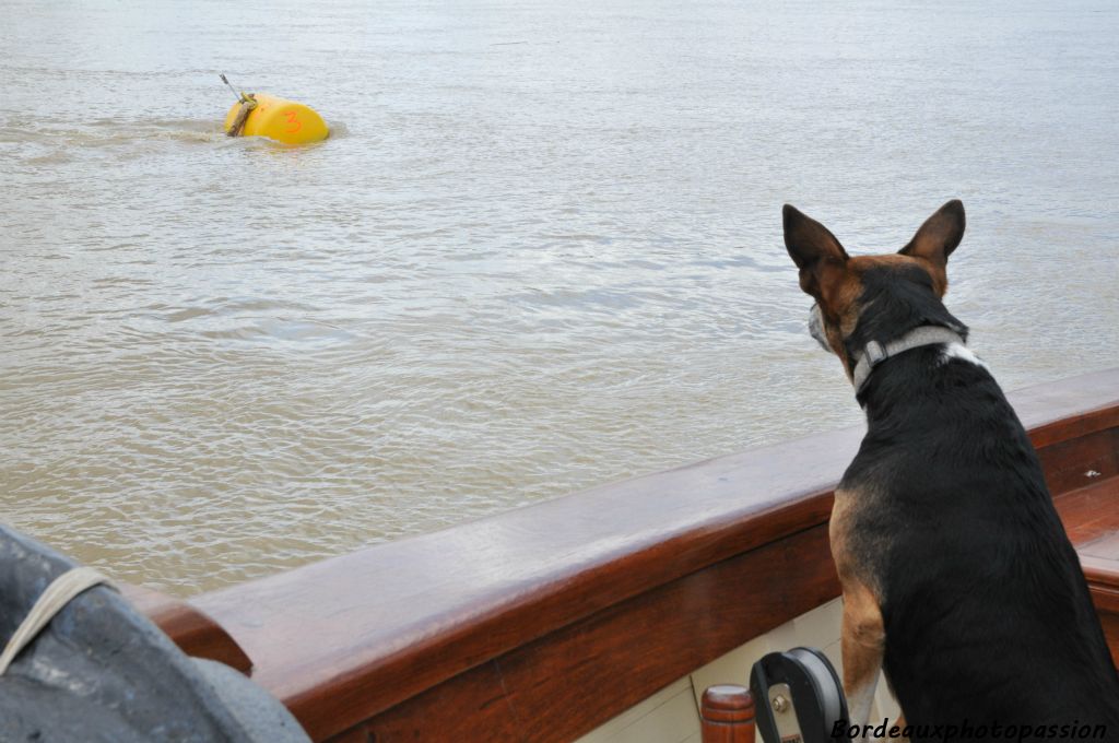 Pendant que certains observent les rives du fleuve, le chien Nicky, recueilli lors d'un voyage au Sénégal, est attentif. Il a repéré une bouée.