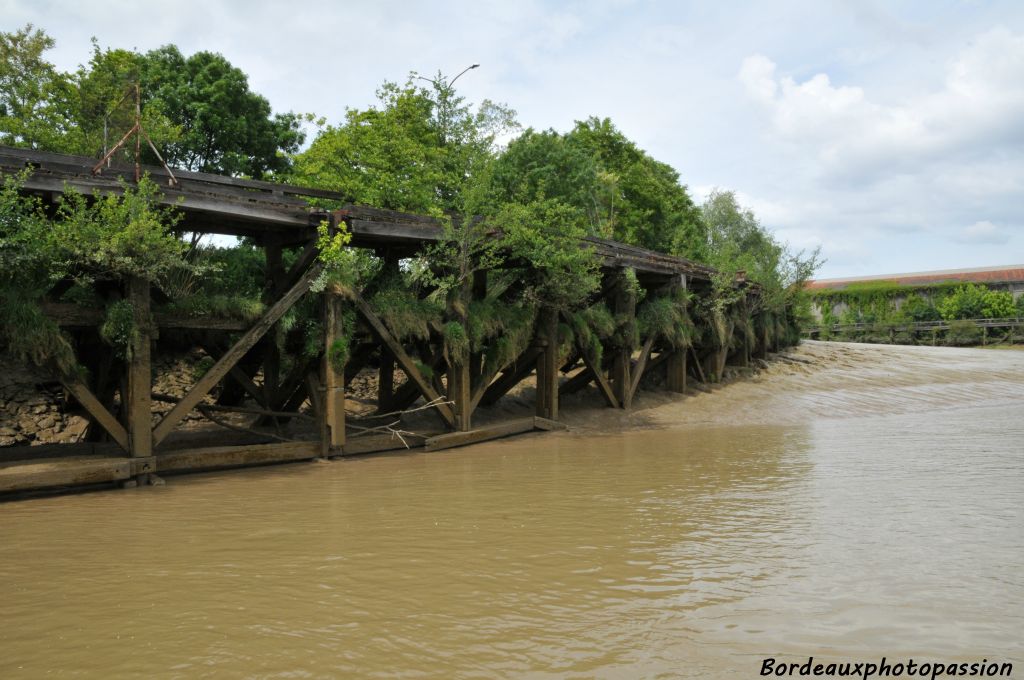 En descendant le fleuve jusqu'au bout des quais, on peut découvrir un ancien ponton de bois où la végétation a véritablement pris pied...