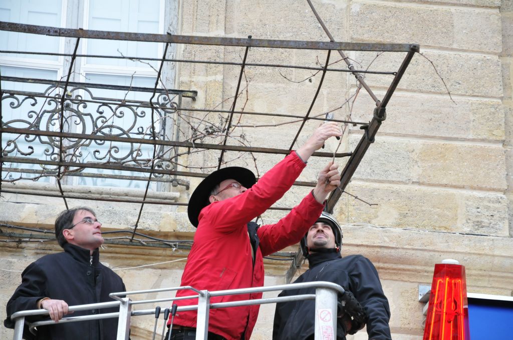 Il s'agit de tailler LE pied de vigne de la place de la Victoire. Jean-Michel Duclos, spécialiste de renommée mondiale de la taille est venu au chevet de la bi-centenaire.