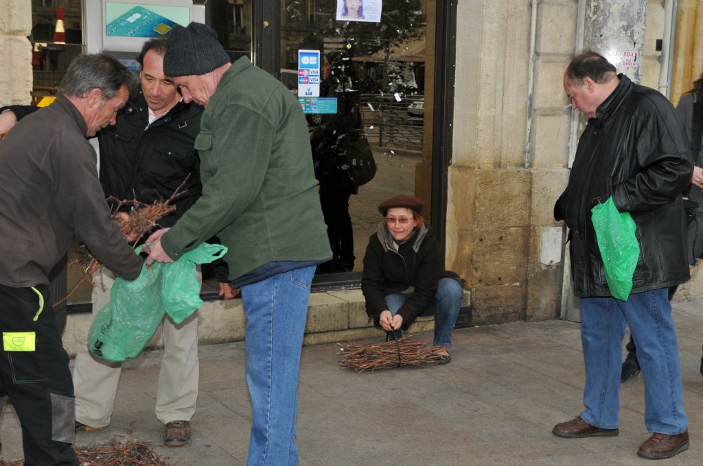 Pour en faire des boutures dans leur jardin, la plupart des spectateurs et le service des Espaces verts de la ville ont récupéré les précieuses tiges afin de perpétuer eux aussi ce cépage si ancien.