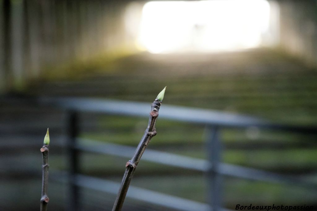 C'est bientôt le printemps.