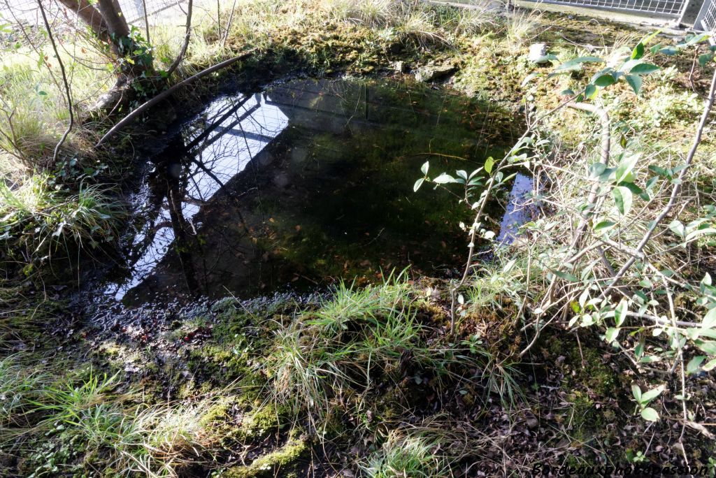 Un trou d'obus... la nature l'a colonisé !