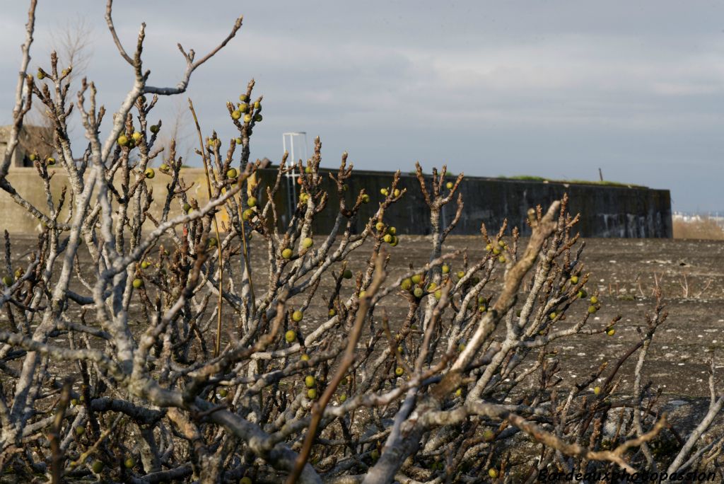 Des figues qui poussent en hiver, on aura tout vu là-haut !