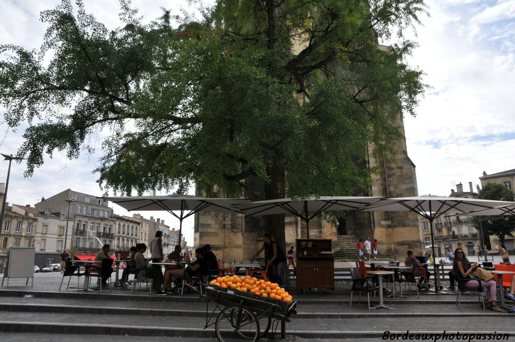 Un magnifique ginko biloba marque les saisons entre la basilique et le clocher.