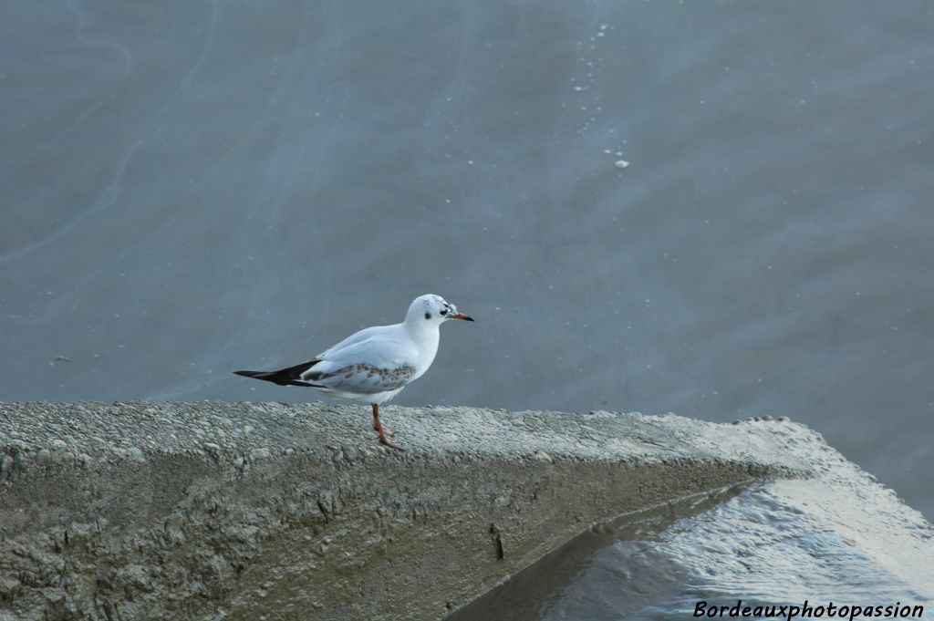 Mais que regarde cette mouette sur les berges de la Garonne à Saint-Michel ?