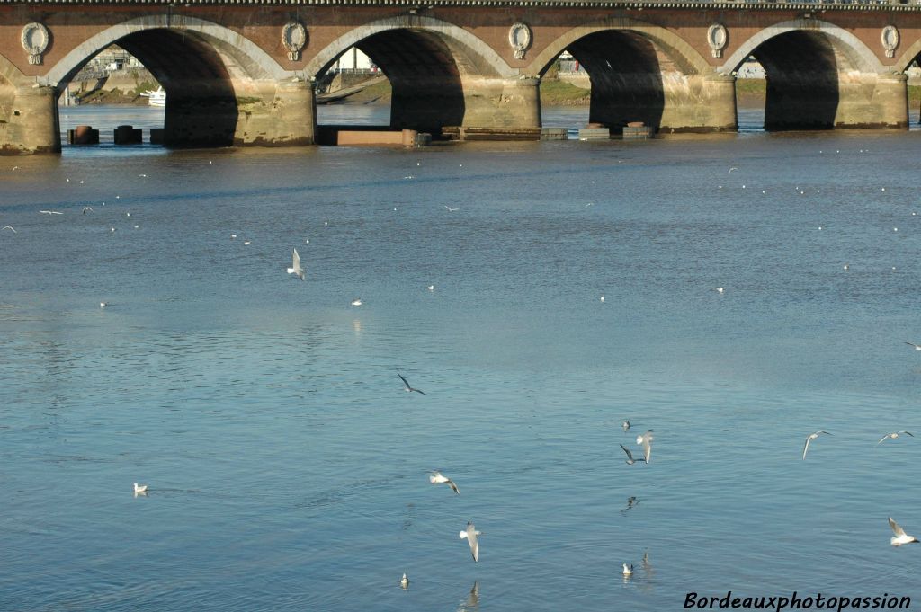 D'autres mouettes près du pont de pierre.