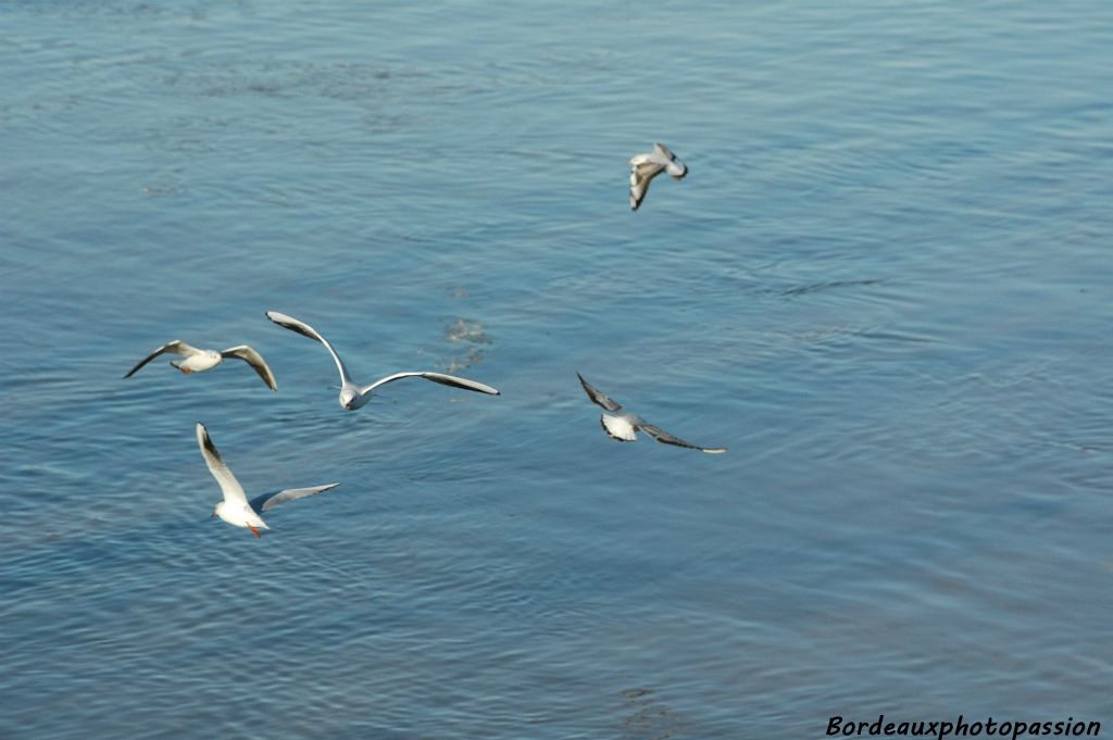 Elles vont nous offrir un ballet aérien jouant avec le vent, à la recherche de nourriture dans le fleuve.