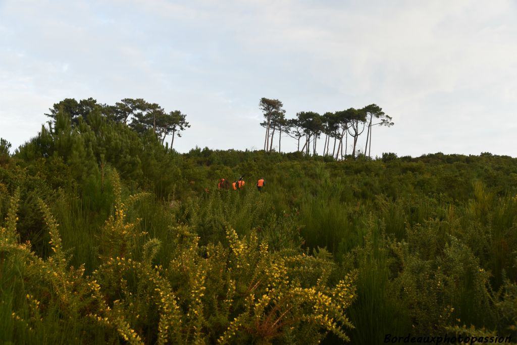 Les traqueurs s'engagent dans la forêt.